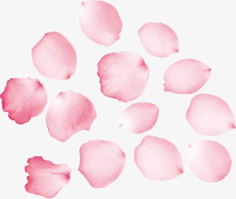 Sakura Petals Png, How To Draw Petals, Petals Drawing, Pink Flower Petals, Sakura Petals, Pink Rose Petals, Landscape Pencil Drawings, Flower Drawing Tutorials, Blossoms Art