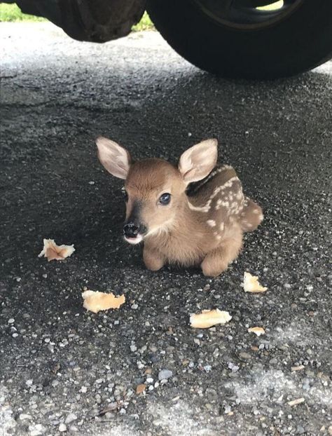 Baby Deer... So Tiny Baby Beaver, Deer Photos, Rescue Puppies, Baby Otters, Young Animal, Baby Squirrel, Baby Lion, Mia 3, Pretty Animals