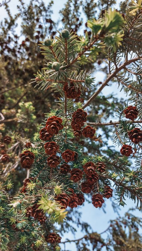 Coniferous trees branches with cones, evergreen trees, coniferous trees, nature photo, nature photography, nature inspiration Coniferous Trees, God's Glory, Conifer Trees, Trees Nature, Gods Glory, Evergreen Trees, Photo Nature, Mobile Photography, Photography Nature