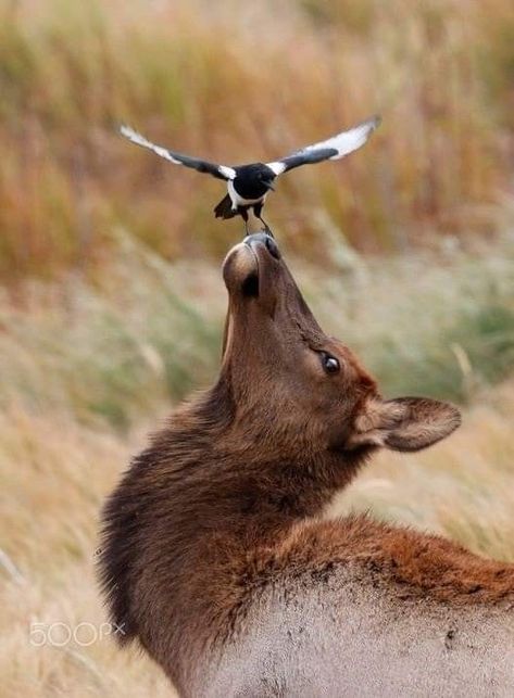 A Cow Elk with Magpies. Being in the right place at the right time and having a camera ready is the secret to capturing images of animals in the wild. 📷@Ron Linton Rabid Animal, Animals Hunting, Female Moose, Deer Lying Down, 0.5 Animal Pictures, Obscure Animals, Art Reference Animals, Elk Aesthetic, Animal Spirit