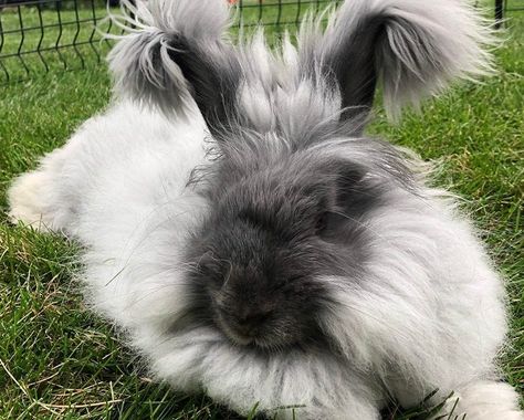 German Angora Rabbit, Farm Rabbits, Angora Bunnies, French Angora Rabbit, English Angora Rabbit, Rabbit Facts, English Angora, Rabbit Pictures, Rabbit Breeds