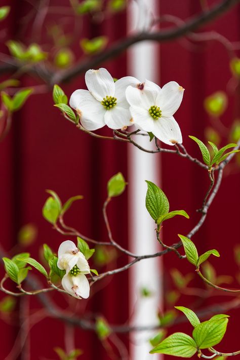 Dogwoods | Dogwood tree blooming | Ken Yaecker | Flickr Dogwood Flower Tattoo, Wildflower Tattoos, Dogwood Flower Tattoos, Pacific Dogwood, Flower References, Flower Reference, Dogwood Blooms, Bedroom Mural, Crow Painting