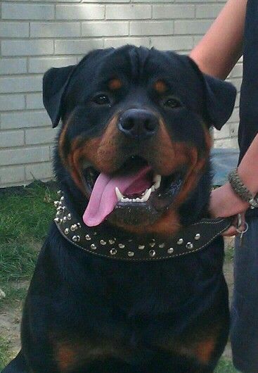 Rotveileri Dog, Rottweiler Colors, Big Rottweiler, Rottweiler Dog Puppy, Rottweiler Pitbull, Rottweiler Pictures, Big Dogs Breeds, Anjing Pug, Biggest Dog In The World