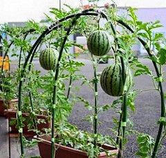 Reban Ayam, Grow Watermelon, Growing In Pots, Kebun Herbal, Plantarea Legumelor, Tanaman Pot, Tanaman Indoor, Vegetable Garden Diy, Desain Lanskap