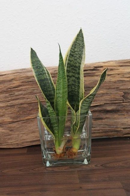 Water Plants Indoor, Plants Grown In Water, Tanaman Air, Hydrangea Flower Arrangements, Snake Plant Care, Taman Air, Indoor Water Garden, Snake Plants, Backyard Pools