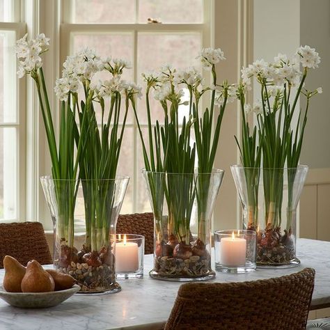 Follow The Yellow Brick Home - Winter Decorating with Paperwhites Beautiful Fresh or Faux Paperwhites Tanaman Air, Growing Bulbs, Vase Deco, White Flower Farm, Amaryllis Bulbs, Garden Bulbs, Indoor Flowers, Spring Bulbs, Fragrant Flowers