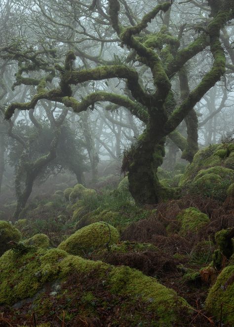 Tangled Roots and Mossy Branches Loom through Heavy Fog in Mystical Photographs by Neil Burnell | Colossal Photographic Projects, Colossal Art, Foggy Forest, Weather And Climate, Film Set, Nature Aesthetic, Fantasy Landscape, In The Middle, Devon