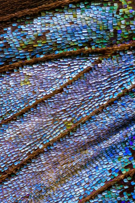 Extreme Macro - Butterfly Wings By Chris Perani | Light Stalking Extreme Macro Photography, Macro Butterfly, Macro Photography Tips, Framed Butterflies, Macro Photography Nature, Microscopic Photography, Micro Photography, Texture Inspiration, Texture Photography