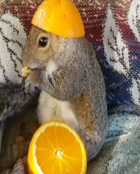 Squirrel Lovers on Instagram: "Mukbang with squirrels. How adorable they are! Rate 1/10 for this cuteness😘😘 Credit: Pinterest💕 𝑾𝒉𝒂𝒕 𝒅𝒐 𝒚𝒐𝒖 𝒕𝒉𝒊𝒏𝒌 𝒂𝒃𝒐𝒖𝒕 𝒕𝒉𝒊𝒔 𝑺𝒒𝒖𝒊𝒓𝒓𝒆𝒍? 𝑱𝒐𝒊𝒏 𝒕𝒉𝒆 𝒄𝒐𝒏𝒗𝒆𝒓𝒔𝒂𝒕𝒊𝒐𝒏 𝒂𝒏𝒅 𝒍𝒆𝒕 𝒖𝒔 𝒌𝒏𝒐𝒘! 🐿️❤️ . (Dm for credit or removal / All rights® are reserved & belong to their respective owners). . Tag someone who needs to see this💙 . Follow 👉 @squirreldailylove for more content💓🌼🥰 . #squirrel🐿#squirrels#wildlifephotography#squirrellove #bird#squirrelfriend#cutesquirrel#wildlife_shots #animalsofinsta#animalphotos#squirrelphotography" Silly Squirrel, Funny Squirrel Pictures, Fat Squirrel, Squirrel Cute, Silly Animal Pictures, Random Animals, Squirrel Pictures, Squirrel Funny, Naruto Uzumaki Art