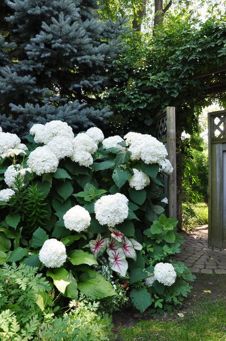 ideas for that narrow space in between suburban homes, flowers, gardening, hydrangea, landscape Plant Pairings, Snowball Bush, Shady Gardens, Snowball Viburnum, Stepping Stone Walkways, Annabelle Hydrangea, Stepping Stones Diy, Hydrangea Bush, Planting Ideas