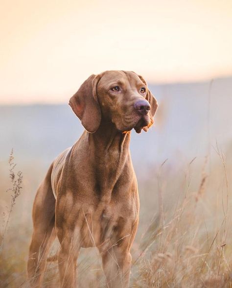 Best Large Dog Breeds, Red Dogs, Hound Dog Breeds, Big Dog Breeds, Vizsla Dogs, Vizsla Puppies, Large Dog Breeds, Hound Dog, Hunting Dogs