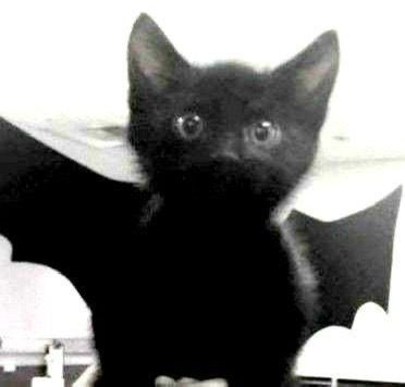 cat pfp bat wings stare. Goth Core, Images Kawaii, Silly Cats Pictures, A Black Cat, Gothic Aesthetic, Cat Icon, Silly Animals, Open Your Eyes, Cat Aesthetic