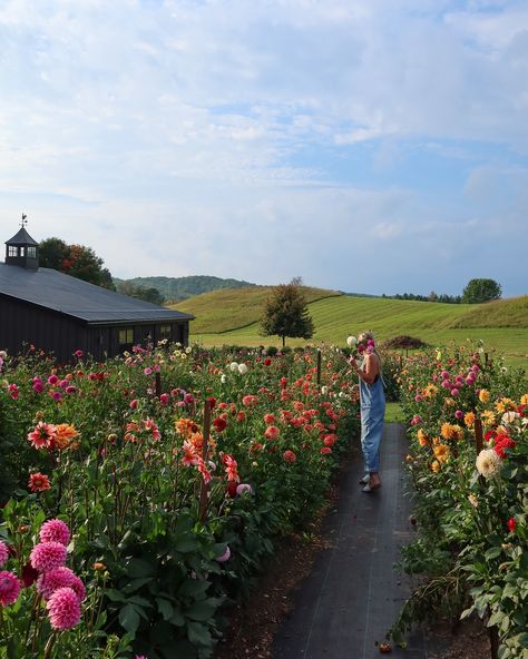 A picture is worth a thousand words! And this season’s favourite photo perfectly captures the heart & beauty of our you-pick events. Come see for yourself at Valhaven Farm, reserve your spot while you still can! 💐✨💕 ✨Book Your Ticket, Link In Bio 💐 info@valhavenfarm.ca 📍Located in Hockley, Ontario #PickYourBouquet #CreateYourBouquet #LocalFlowers #BloomWithUs #DufferinCounty #Flowers #FloralExperience #Florist #Dahlias #Peonys #FlowerFarm #ValhavenFarm Farm Flower Garden, Flower Farm Photography, Wild Flower Farm, Farm Fresh Flowers, U Pick Flower Farm, You Pick Flower Farm, Flower Farm Aesthetic, Farm Asthetic, Flower Farm Photoshoot