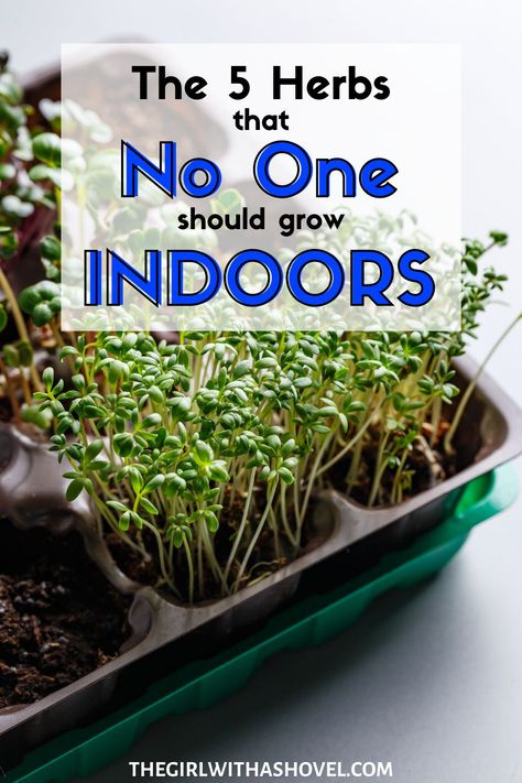 Pots For Herbs Indoors, Indoor Herb Wall Kitchens, Office Herb Garden, Herbs For Indoors, Grow Your Own Herbs Indoors, Growing Herbs In Mason Jars, Grow Spices Indoors, Best Indoor Herb Garden, Herb Inside Garden