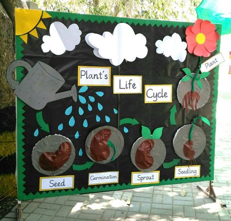 Parts Of A Plant Bulletin Board, Planting Kids Activities, Life Cycles Activities For Preschoolers, Science Garden Ideas, Stem Garden Projects, Plant Life Cycle Science Project, Parts Of A Flower Bulletin Board, Time Science Project, Plant Learning Activities