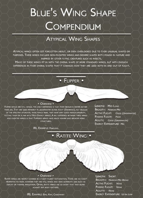 Feather Anatomy, Wing Anatomy, Types Of Wings, Winged People, Wings Drawing, Wings Art, Bird Wings, Creature Concept Art, Bird Drawings