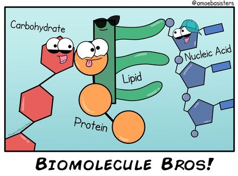 Biomolecules Drawing, Biological Molecules, Biomolecules Poster, Macromolecules Biology, Biomolecules Class 12 Mind Map, Biomolecules Class 11, Biomolecules Notes Biology Class 11 Neet, Biology Memes, Biology Humor