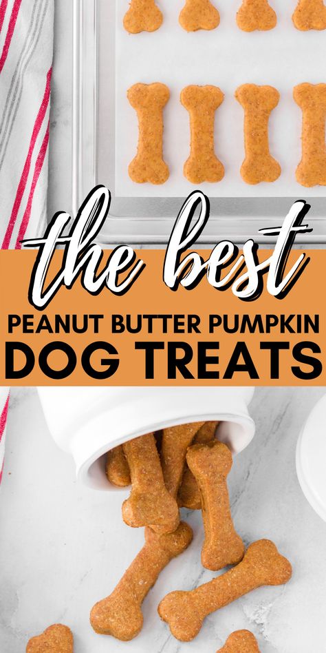 Making your own Peanut Butter Pumpkin Dog Treats is easier than you think. Reward your dog without guilt because you know exactly what is in them. #dogtreats #homemadedogtreats #dogbiscuits #homemadedogbiscuits #dogs #doglover #thebestdogtreats #healthydogtreats #healthydogsnacks #dogrecipes #recipesfordogs via @xtremecouponmom Easy Dog Treats No Bake, Halloween Dog Treats Diy, Oven Baked Dog Treats, Make Your Own Dog Treats, Shelf Stable Homemade Dog Treats, Puppy Cookies Doggie Treats, Healthy Pumpkin Dog Treats, Dog Treats Made With Pumpkin, Diy Pumpkin Dog Treats