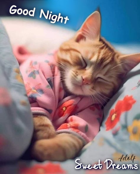 Good Night Cat Pics, Animal Good Night Quotes, Good Night Cats Funny, Good Night Cute Pics, Good Night Pictures Cute, Cat Saying Goodnight, Goodnite Sweet Dreams Nighty Night, Good Night Images Cute Gif, Cute Good Night Gif