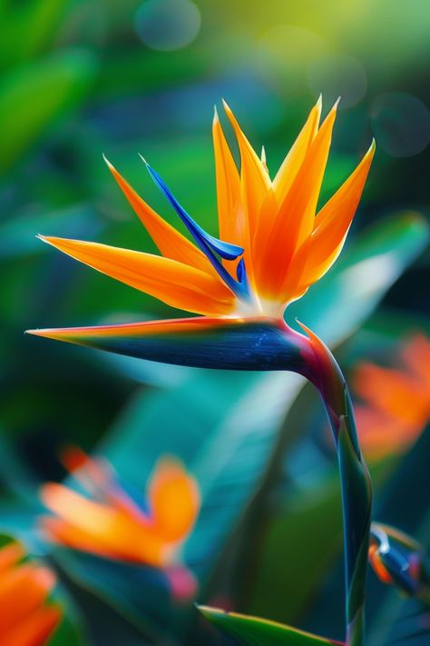 The Bird of Paradise is an exotic flower famed for its striking resemblance to a bird in flight. Its vividly colored blossoms in bright orange and blue make it an outstanding focal point in any garden or indoor space.  Light: Full sun to light shade. Water: Water regularly, allowing soil to dry out between waterings. Soil: Well-draining, fertile soil. Temperature: 65-75°F (18-24°C). Humidity: Moderate to high. Fertilizer: Balanced liquid fertilizer monthly during growing season.This tropical beauty is perfect for adding a splash of color and an exotic touch to landscapes and interior decor. 🐦✨  #tropical #garden #flowers #plantlover