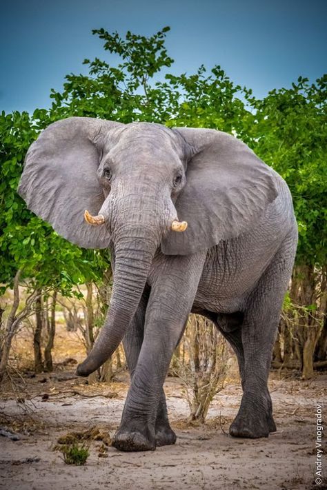 Foto Angry Boy, All About Elephants, Elephant Photography, Elephant Pictures, Elephants Photos, Save The Elephants, Asian Elephant, Indian Elephant, Elephant Love