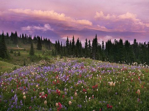 Nature, Washington Wildflowers, Nature Desktop, Easy Art Projects, Mount Rainier National Park, Great Backgrounds, Alam Yang Indah, Computer Wallpaper, Nature Images