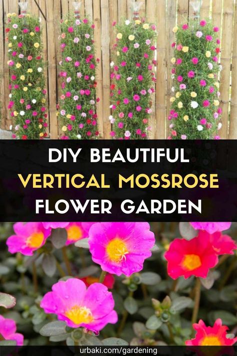 Flowers In Whiskey Barrels Planters, Portulaca Flowers Hanging Baskets, Rose Moss Ideas, Rose Moss Planter Ideas, Purslane Plant Potted, Moss Roses In Containers, Portulaca Flowers Planting Ideas, Moss Rose Garden Ideas, Portulaca Flowers Ideas