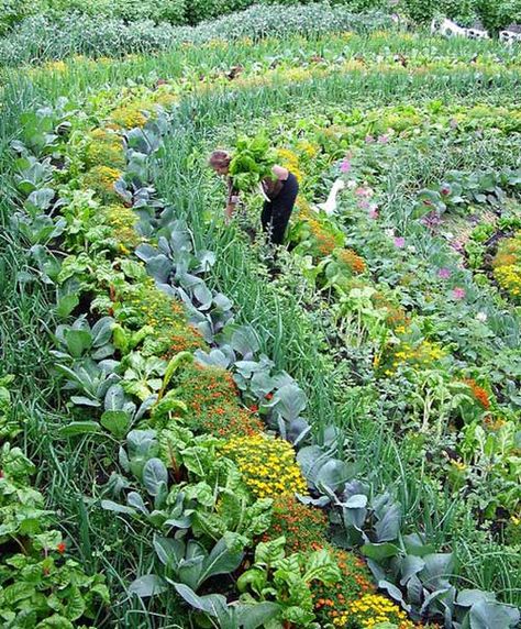 The Eden Project, Lots Of Plants, Plants Growing, Eden Project, Permaculture Gardening, Permaculture Design, The Eden, Edible Landscaping, Veg Garden