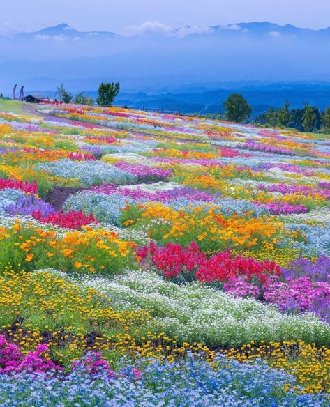 Spring time at Kuju Flower Park, Japan  - Imgur Flower Park, Wildlife Garden, Nothing But Flowers, Pretty Landscapes, Flower Therapy, Spring Aesthetic, Alam Yang Indah, Nature Aesthetic, Flowers Nature