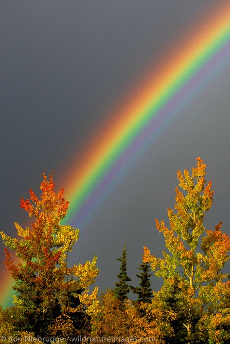 Fall Rainbow Rainbow Photography Nature, Double Rainbows, Fall Rainbow, Frühling Wallpaper, Rainbow Pictures, Rainbow Photography, God's Promise, Rainbow Magic, Rainbow Sky