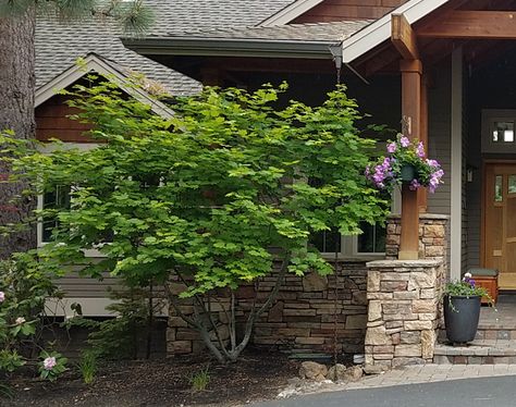 Acer Circinatum Vine Maple, Vine Maple Landscaping, Vine Maple Tree, Acer Circinatum, Beach Landscaping, Backyard Hill Landscaping, Vine Maple, Fruit Trees Backyard, Low Maintenance Landscaping Front Yard