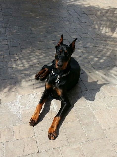 Doberman Dog, Dog Aesthetic, Guard Dog, Doberman Pinscher, Doberman, Cute Dogs, Dogs, Black