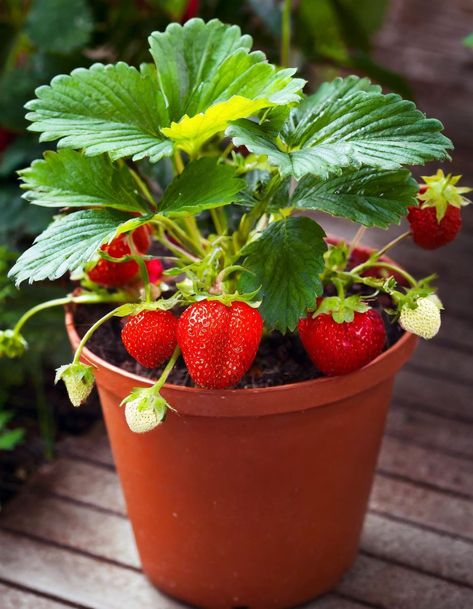 Grow Strawberries From Seed, Strawberries In Pots, Strawberry Skull, Types Of Strawberries, Strawberry Pot, Strawberry Bush, Strawberry Varieties, Grow Strawberries, Design Garden Ideas