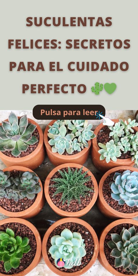 Suculentas Felices: Secretos para el Cuidado Perfecto 🌵💚