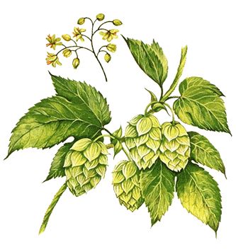 Hop sketch Hops Drawing, Hops Illustration, Hop Illustration, Beer Tattoo, Hop Tattoo, Beer Tattoos, Hops Plant, Hop Flower, Flower Cones