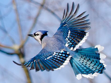 Blue Jay in Flight by Aaron Smith - Animals Birds ( bird, flying, flight, blue, audubon, jay, fly,  ) Songbird Tattoo, Blue Jay Tattoo, Blue Jay Bird, Bear Tattoos, Arte Peculiar, Jay Bird, Flying Birds, Bear Lake, White Bear