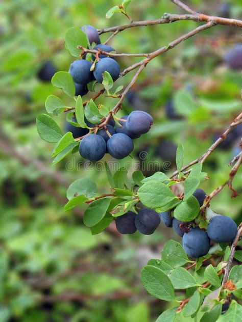 Blueberry Branch, Botanical Photos, Blueberry Bush, Flower Reference, Growing Blueberries, Blueberry Plant, Inktober 2024, Blueberry Bushes, Senior Project