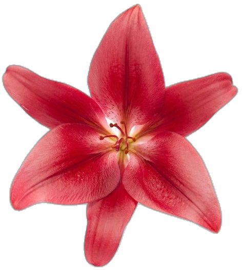 Bonito, Eye Lash Photography, Red Lilies, Flower Explosion, Asiatic Lily, Red Lily, Asiatic Lilies, Flower Icons, Lily Flowers