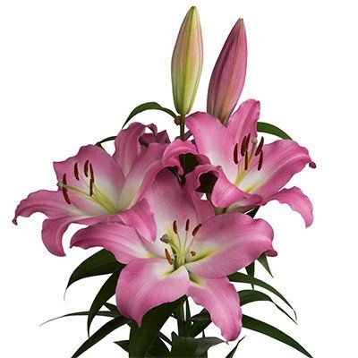 Wedding Flowers Lilies, Lily Care, Dyed Flowers, Floral Trends, Flower Icons, What To Watch, Nothing But Flowers, Green Heart, Annual Flowers