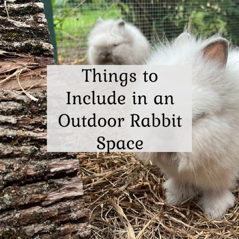 Rabbit Setup Outdoor, Diy Rabbit Outdoor Enclosure, Bunny Outside Play Area, Free Range Bunny Set Up, Outdoor Rabbit Pen Ideas, Backyard Rabbit Habitat, Outside Rabbit Cage, Outside Rabbit Enclosure Diy, Outdoor Rabbit Toys