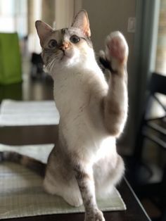 Raise your paw if yo Cat Raising Hand, Cat Pawing At Something, Paw Drawing, Paw Tattoo, Cat Pose, Cat Icon, Maneki Neko, Cat Paws, Pose Reference