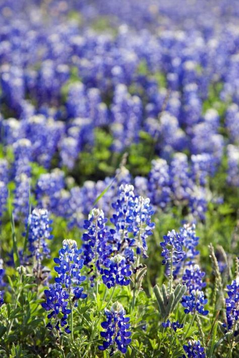 15 Places To Admire The Beautiful Blue Bonnets In Texas Blue Bonnet, Mineral Wells State Park, Mineral Wells, Fredericksburg Texas, Texas Bluebonnets, Texas Hills, Big Bend National Park, Texas Hill Country, Blue Bonnets