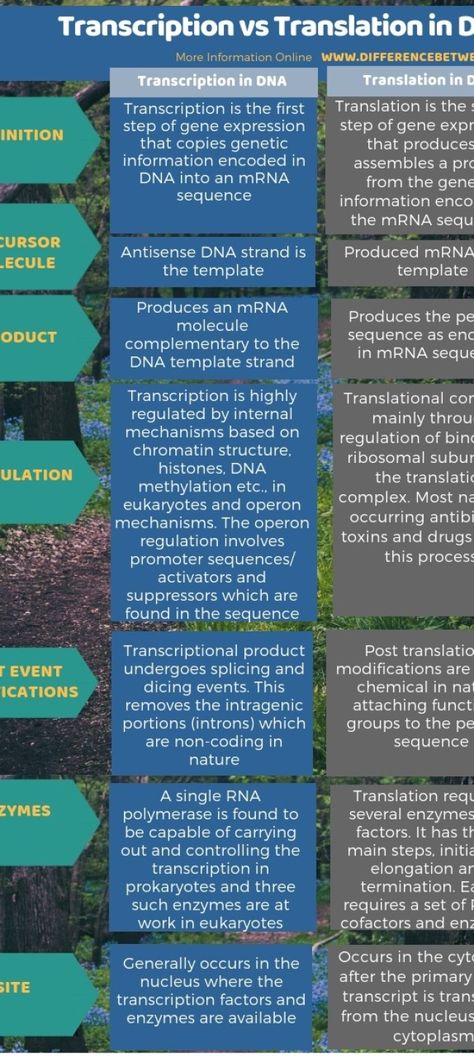 Difference Between Transcription and Translation in DNA 3 Dna Translation, Dna Transcription And Translation, Micro Biology, Dna Transcription, Dna Facts, Recombinant Dna, Rna Polymerase, Learn Biology, Genetic Code