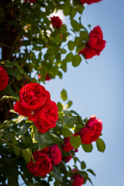 red roses at the elizabeth park rose gardens in hartford, connecticut, photographed by jamie bannon photography. Rose Photography Aesthetic, Rose Flower Aesthetic Red, Roses In Nature, Rose Aesthetic Flower, Red Rose Pic, Red Roses Photography, Rose Flower Aesthetic, Red Rose Photography, Red Rose Aesthetic