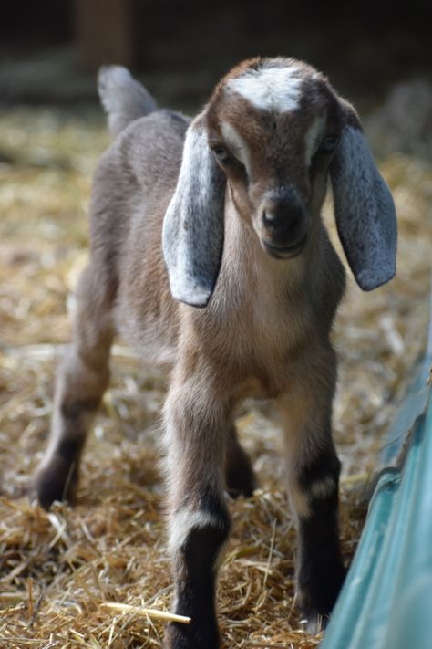 Goats Picture, Nubian Goats Pictures, Goat Images Pictures, Goat Images, Mini Nubian Goats, Goat Pictures, Nubian Goats, Goat Picture, Goat Paintings