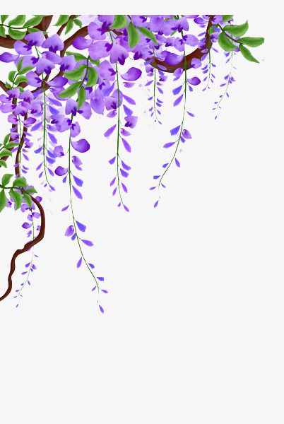 wisteria,flower vine,flowers,vine,plant,vine material,flower,material,wisteria clipart,vines clipart,picture clipart,material clipart How To Draw Wisteria, Wisteria Background, Wisteria Drawing, Painting Vines, Wisteria Painting, Vine Clipart, Wisteria Vines, Vine Flowers, Vine Drawing