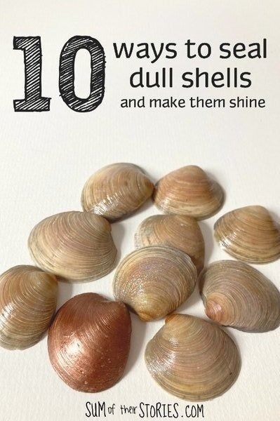 10 ways to seal shells for display around the home — Sum of their Stories Craft Blog How To Make Seashells Shine, How To Make Shells Shine, How To Preserve Sea Shells, Craft Ideas With Shells, How To Clean Sea Shells, Clam Shells Craft, Crafts With Clam Shells, Shell Displays, Christmas Crafts With Shells