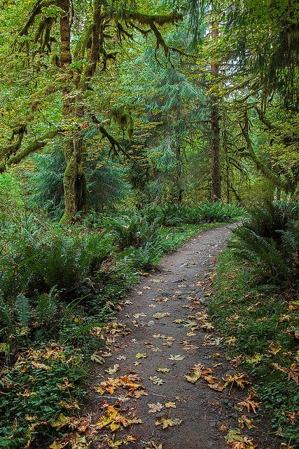 Autumn in The Woods - Olympic National Park, Washington www.facebook.com/loveswish Trails In The Woods, Country Park, Forest Path, Image Nature, Spring Landscape, Walk In The Woods, Walking In Nature, Nature Pictures, Trekking