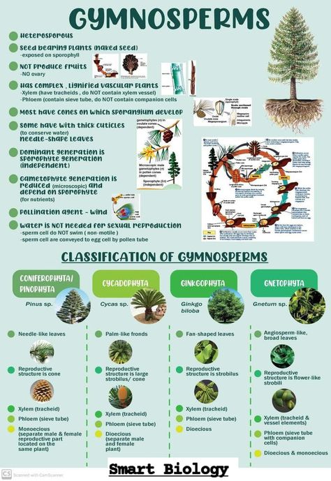 Smart Biology - Gymnosperms. Tap to see. Botany Study Notes, Plant Kingdom Notes Neet, Plant Kingdom Mind Map, Taxonomy Biology Notes, Morphology Of Flowering Plants Notes For Neet, Bsc 1st Year Botany Notes, Bryophytes Notes, Plant Kingdom Notes Class 11 Neet, Kingdom Plantae Notes