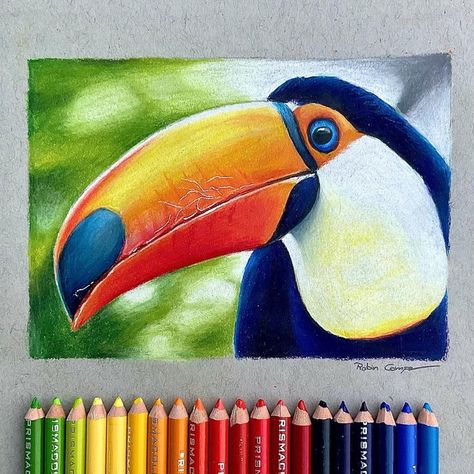 Color Pencil Drawings Ideas, Drawings Using Colored Pencils, Pencil Colors Art Drawings, Realistic Animal Colored Pencil Drawings, Realistic Easy Painting, Colour Pencil Animals, Color Pencil Nature Drawing, Drawing With Pencils Colours, Colour Drawings Pencil